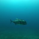 오키나와 다이빙~ 이미지