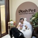 포쉬펫 이미지