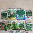 아내의 텃밭 이미지