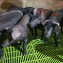 농장축산직거래 이미지