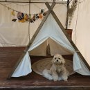 경주애견펜션 해피데이해피독 이미지