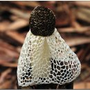 하얀버섯 이미지