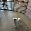 뽀숑그루밍 이미지