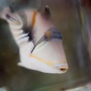 트리거 피쉬 (Triggerfish)