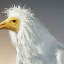 【이집트독수리(Egyptian Vulture)】 「'파라오의 닭(Pharaoh's Chicken)'」 이미지