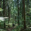 장성 축령산 편백나무숲 이미지