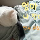 서초이음동물병원 이미지