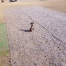 땅콩애견놀이터 이미지