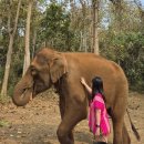 ECO Service | 혼자 여행> 9일차(1) 코끼리와 함께 하는 Kerchor Elephant Eco Park 반나절 투어 후기 (클룩 예약)