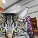 이희문 <오방신과-스팽글> | 이희문 프로젝트 오방신과 스팽글 공연 후기 [정읍시 초청공연 [25.11.12 수 정읍사]