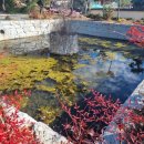 강골마을 아치실댁 이미지