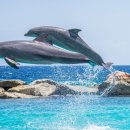 돌고래 이미지