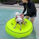 메리도그하우스 이미지