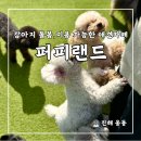 퍼피랜드애견카페 | 진해 아이와 가볼만한곳 애견카페 퍼피랜드