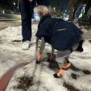 하이도그 | [강아지 신발] 논스톱도그웨어 프로텍터 부티 하이