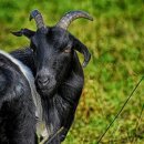 조선흑염소 이미지