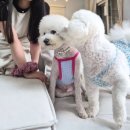 사랑옵다 | 강화독채애견펜션 없는 게 없는 신상 독채펜션 사랑옵다 내돈내산후기