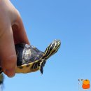 규리농장 이미지