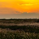 황금노을 태양광발전소 | 우음도 삘기가 핀 풍경 – 6월 초순 석양 아래에서 만난 황금빛 들판