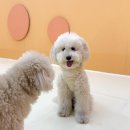 시우스쿨링 대화 이미지