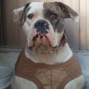 아델리오 이미지