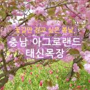 초원랜드 | 충남 아그로랜드 태신목장 후기, 겹벚꽃과 튤립이 가득한 봄나들이! 서울 근교 당일치기 추천!
