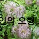 오형 이미지