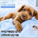 미통세탁 | 내돈내산 여름 무더위 타파! 강아지도 남편도 숙면하는 스탠바이미 냉감 방수 매트리스 커버 솔직후기