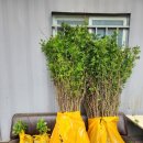 나무밭 | [공지] 이재명대통령 농지전수조사 대비 300평 밭(田) 경기도 광주시 나무심기