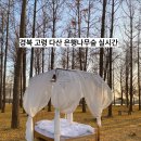 세븐일레븐대구황금금빛점 | [대구 근교]_경북 고령 다산 은행나무숲 실시간 후기 가을 축제