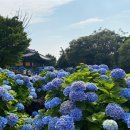 수국이 오네요(또 산책일상) 이미지