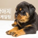 강아지내담