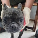 증평가정견훈련소 이미지