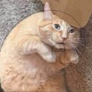 황금 이미지