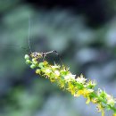 서울짚신 이미지