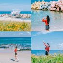 파스텔 야영장 | 강릉여행지 데이트 사근진해변 황화코스모스 강원도 해수욕장