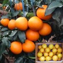 오부자농장 이미지