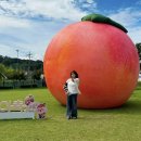 피서농장 | 2026 조치원 복숭아축제 후기 + 꿀팁,주차,가격정보