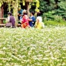 봉평메밀숲 이미지