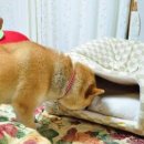 강아지집 이미지