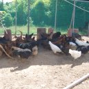 청리농장 이미지