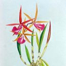 꽃그림 보타니컬 색연필화 이미지