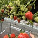 정원농장 | 더드림 물의정원 딸기체험 농장🍓 (후기!!)