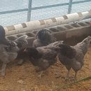 푸른알 영농조합법인 이미지