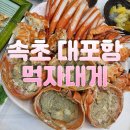 먹자대게 | 속초 대포항 홍게 먹자대게 솔직후기