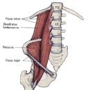 근육학(MPS) 관련 그림 : 복부 뒤쪽 근육들(Posterior Abdominal Wall Muscles) 이미지