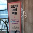 고양이카페 랙돌 이미지