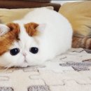 펫매니저 네이버블로그