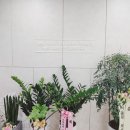 안아프니치과의원 티스토리
