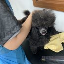 베스트강북애견미용학원